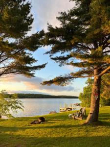 a tree sitting in the grass next to a lake at Blue Bayou Dome cottages in Dingwall