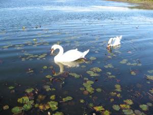 two white swans are swimming in the water at Sea Whale Motel in Middletown