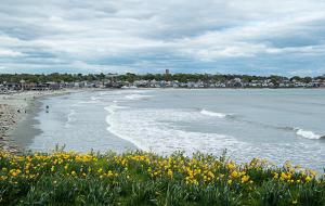 a beach with some yellow flowers and the water at Sea Whale Motel in Middletown