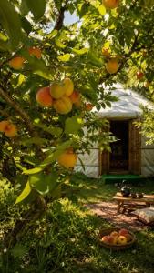 a tree with fruit in front of a tent at Alima in Ottuk