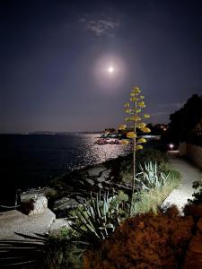 a tree on the shore of a body of water at night at Trogir apartments in Trogir