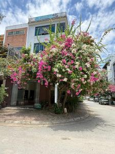 a large tree with pink flowers in front of a building at LD Housing 9 in Ðống Thôn