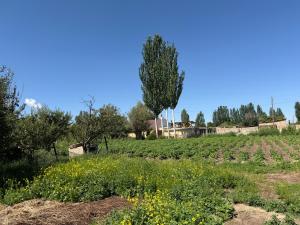 a field of crops with a tree in the background at Felt painting in Kara-Suu