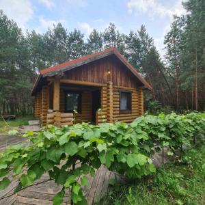 a log cabin in the middle of a forest at Log House Savin in Savin