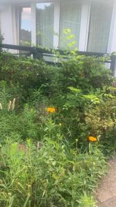 a garden with flowers in front of a house at Köpenick spree 1 bed room house in Berlin