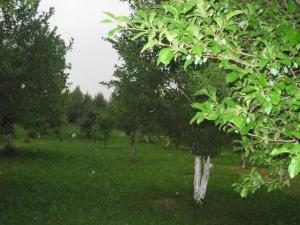 a group of trees in a field with green grass at Agroturystyka u Jasienka in Mrukowa