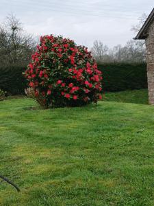 a bush of red roses in a yard at Gîte de la vairie in Larchamp