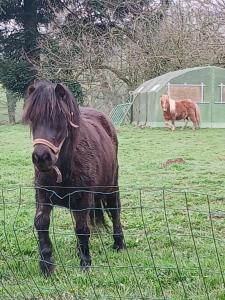 a brown horse standing in a field with a dog at Gîte de la vairie in Larchamp