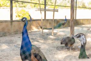 a group of peacocks walking around in a zoo at Barceló Palmeraie Oasis Resort in Marrakesh