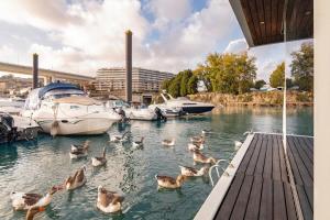 a group of ducks in the water near boats at SLEEPBOAT Floating House Boat Oporto Douro in Porto +7 photos