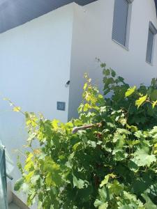 a green plant in front of a white building at Vikendica Miki 2 in Bratunac +1 photo