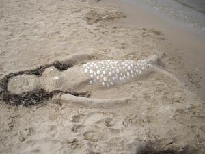 a shell in the sand on a beach at Forum Marinar 37 in Bansin +29 photos