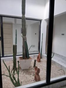 a group of cactuses in a room with a mirror at Villa Blanche in Cotonou +1 photo