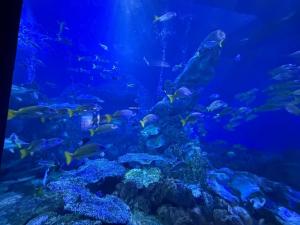 an aquarium with a lot of fish in it at ARASHIMA INN 203 / Vacation STAY 230 in Toba