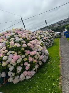 a bunch of flowers are lined up on the grass at Ann & Andy in Kilkee