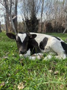 a black and white cow laying in the grass at Ak-Bulak in Kurmenty