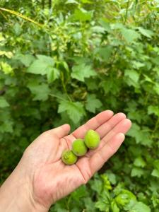 a person holding three green olives in their hand at Ak-Bulak in Kurmenty
