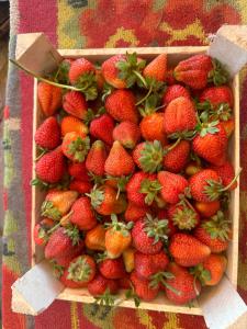 a bunch of strawberries in a box on a table at Ak-Bulak in Kurmenty