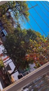 a tree with red flowers on it on a street at hotel larena in Sete Lagoas