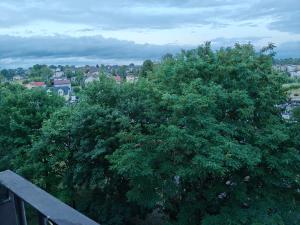 a tree with green leaves on a balcony at Mieszkanie Warka in Warka
