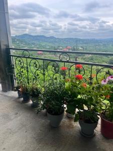 a group of potted plants on a balcony at Kakuti village in Natskhavatevi