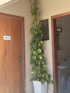 a green plant on a wall next to a door at Aero Hospedagem Londrina in Londrina +21 photos