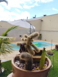 a cactus in a planter in front of a pool at Aero Hospedagem Londrina in Londrina