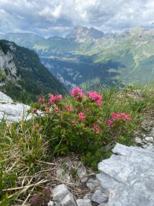 a bunch of pink flowers on top of a mountain at Apartma Confine in Rateče