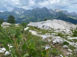 a field with flowers on a mountain with mountains at Apartma Confine in Rateče