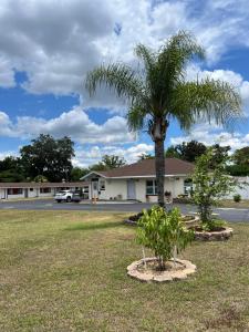 a palm tree in a yard in front of a building at Budget Inn Ocala in Ocala