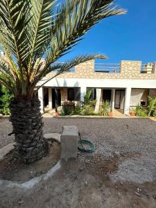 a palm tree in front of a house at Kaouki paradise tafoukt in Essaouira