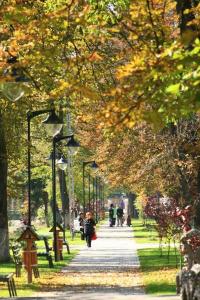 a park with people walking down a sidewalk at Forest Hide Tiny House in Covasna +44 photos