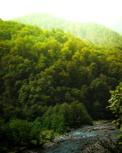 a river in the middle of a forest at Machakhela Peaks in Sindietʼi +4 photos