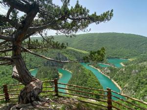 a tree on a hill with a view of a river at Srce Prirode in Pljevlja