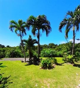 three palm trees in a park with grass at Ti Repos - Appartement 2/4 pers| Petit-Havre | Parking in Mare Gaillard