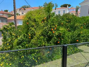 an orange bush with oranges in a yard at Aeolian Garden in Mytilene