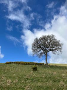 a tree on a hill with a blue sky at Arcadia Shepherds Hut in Ashwater +7 photos