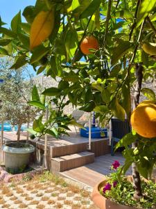an orange tree with leaves and stairs in a yard at Sabah Homes in Antalya