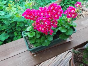 a pot of pink flowers sitting on a wooden table at KASTELY ViLLA MISKOLCTAPOLCA in Miskolc