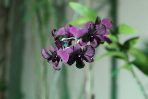 a bunch of purple flowers in a vase at Pousada Do Mineiro in Olímpia