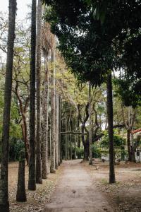 a dirt path through a forest of palm trees at Hotel Del Parque in Corrientes