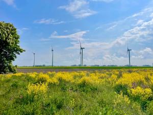 a field of flowers with windmills in the background at Nordsee-Hotel in Butjadingen +15 photos