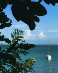a sail boat in the ocean with a tree at Hotel Isla Fuerte Ecohouse in Puerto Limón