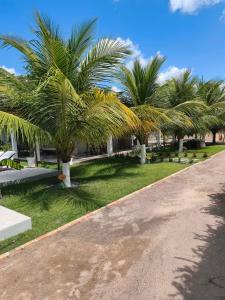 a row of palm trees on the side of a road at Summer House in Jijoca de Jericoacoara
