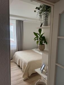 a bedroom with a bed and a plant on a shelf at Apartment Ventspils iela 22 in Rēzekne