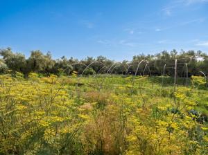 a field full of yellow flowers in a field at Eco Farm Tayssir Marrakech in Marrakesh +61 photos