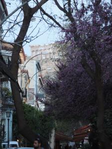 a tree with purple flowers on a city street at SoHoAthine Apartment in Athens