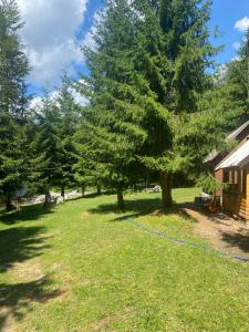 a yard with a tree and a house at The Meridian in Valbonë