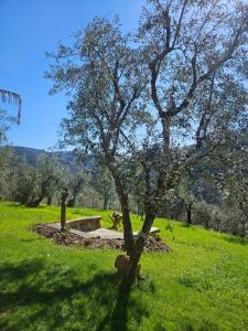 a tree in the middle of a green field at Casa dos Pobres in Castro Daire +26 photos