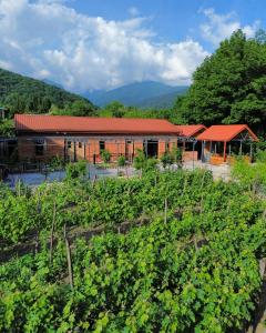 a farm with a building and a bunch of vines at Arazani in Lagodekhi